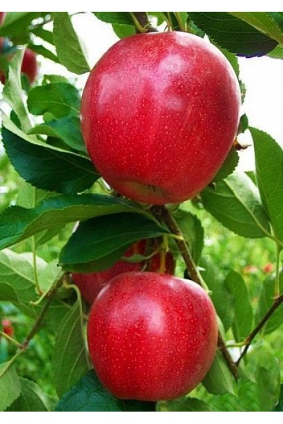 Яблуня ‘Гала Галексі’ з червоними яблуками